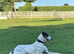 Handsome lurcher available for stud