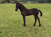 DEPOSIT TAKEN TO RESERVE FRIESAN FOALS