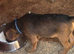 Jack Russell x Border Lakeland puppies