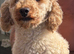 1 girl Toy poodles ready now