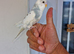 Super silly hand tamed baby budgies