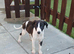 1 female whippet 10 weeks
