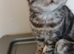 Kittens looking for home