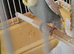 3 x YOUNG BUDGIES