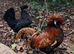 Polish Chicken Hatching Eggs &ndash; Bantam / Large Fowl &ndash; Crested Show Birds
