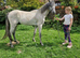 Welsh section b gelding