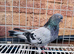 Turkish pair