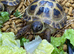 GARDEN TORTOISES CB in 2024 BIGGER