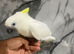 Hand-Rearing Baby Super Tame Cuddly Lovely Sulphur Crested Cockatoo Parrot,30