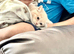 british short hair (Emergency rehoming)