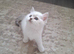 2 male & 2 female kittens for sale