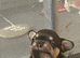 7 beautiful French bulldog pups
