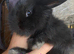 Baby lionhead girls X 3