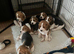Beagle puppies 9 wks old