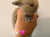 5 gorgeous mini lops