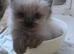 Beautiful Ragdoll Babies