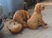 SMOOTH VIZSLA / VIZSLA LAB CROSS