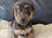 Beautiful Pure Bred Jack Russells