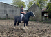Quality section C gelding