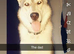 Husky x Mali puppys