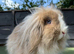 Beautiful Lion Lop Girl