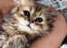 Fluffy Persian 1 girl left