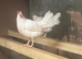 White star leghorn