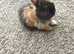 Mini rex babies