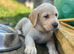 Gorgeous Goldador Puppies only Boy and girl left!!