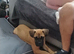 Dogue de Bordeaux x