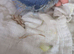 Indian Ringnecks babies cobalt rare mutation hand reared