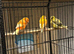Canary