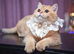 British Shorthair STUD (not for sale)