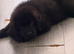 Newfoundland puppy for sale
