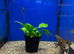 Wild Type Angelfish (Pterophyllum scalare)