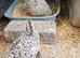 2 female 1 male snow white bobtails £70