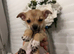 Pomchi Puppies ready to go