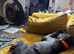 Cane corso female puppy