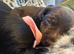 Stunning Miniature Dachshund x Cocker Spaniel Puppies
