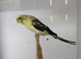 2 pair of black wing budgies