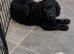 Beautiful Cockapoo x puppys