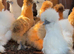 Silkie hens and Polish hens point of lay