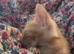 Ragdoll/ Bengal female 'Tabitha'