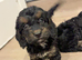 REDUCED Last 2 beautiful cockapoo puppies