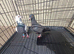 Tiger grizzle Breeding Pair Racing Pigeons