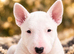 Beautiful English Bull Terrier Puppies
