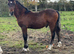 BRYNSEION COUNT OTTO