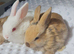 Beautiful baby lop bunnies