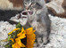 OUTSTANDING MAINE COON KITTENS