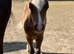 Refined Pure Falabella Colt